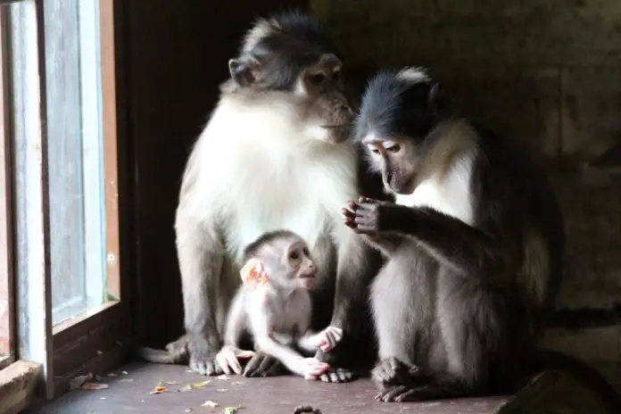 Weißscheitelmangabe