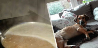 Buddy wieder zu Hause