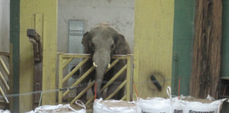 Ein Wellnesscenter für die Osnabrücker Zoo-Elefanten
