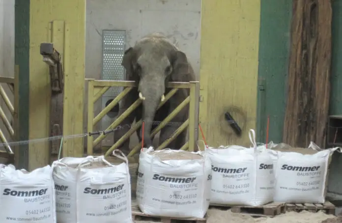 Ein Wellnesscenter für die Osnabrücker Zoo-Elefanten