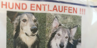 Woody entlaufen in Wersen bei Osnabrück