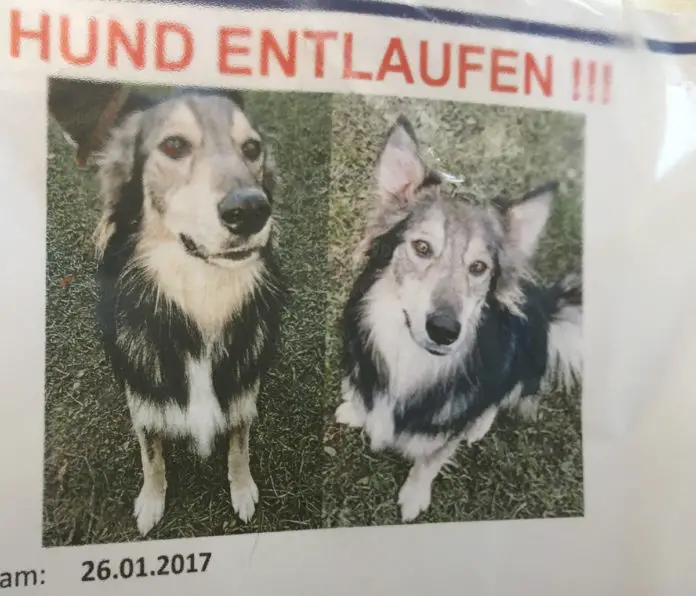 Woody entlaufen in Wersen bei Osnabrück