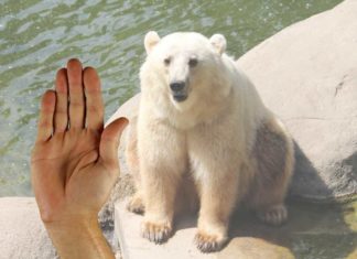 Ein offener Brief an alle „Hater“! Hybridbärin Tips