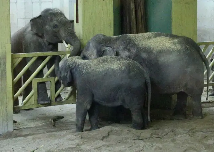 Ankunft Elefanten Zoo Osnabrück