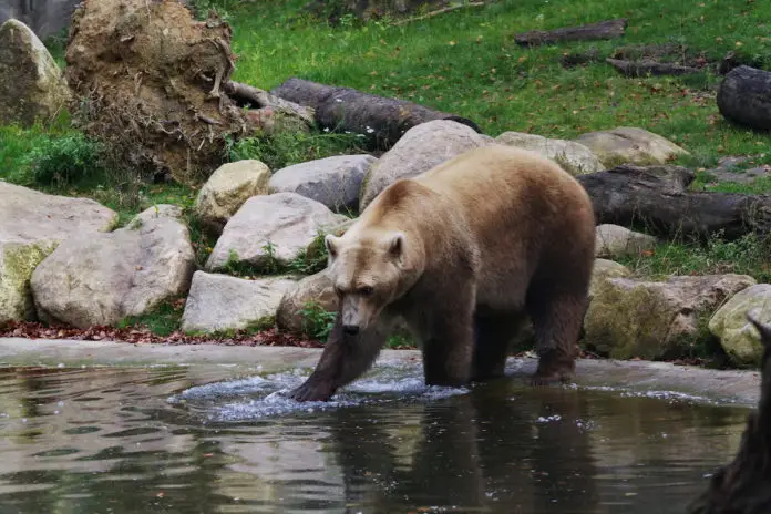 Zoo-OS-Hybridbär-Taps Hybridbär Taps