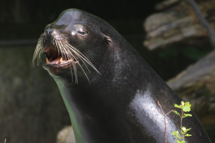 Seelöwe Diego aus Dortmund im Zoo Osnabrück