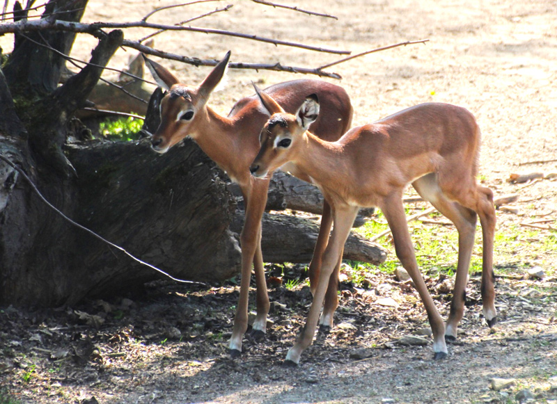 Impala-Nachwuchs im Zoo Osnabrück