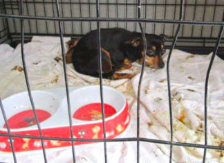 Welpen Vermehrung, Hund