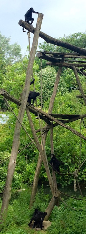Affenanlage im Zoo Osnabrück