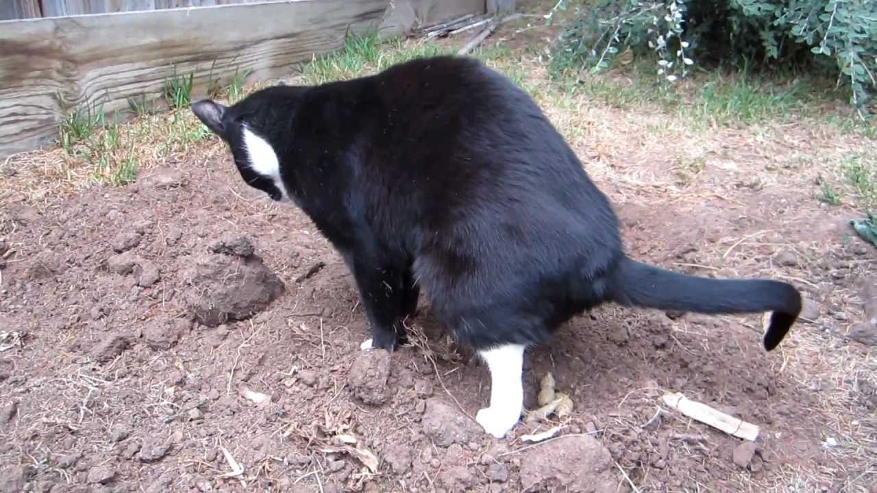 Katze kackt in Garten