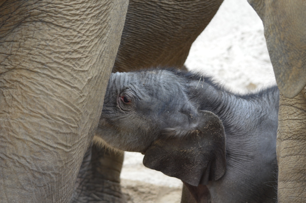 Elefantenbaby kommt zum Glück aus Osnabrück
