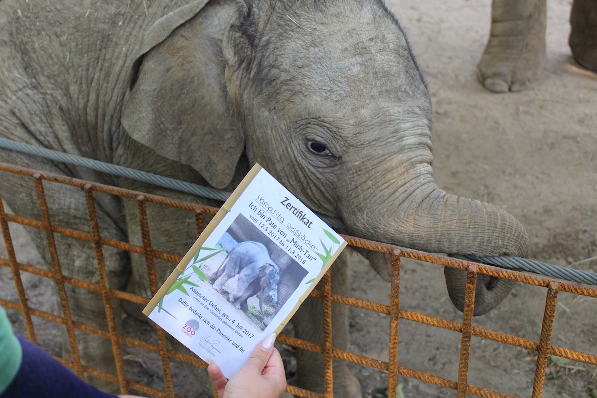 Zoo Osnabrück, Elefant, Minh-Tan