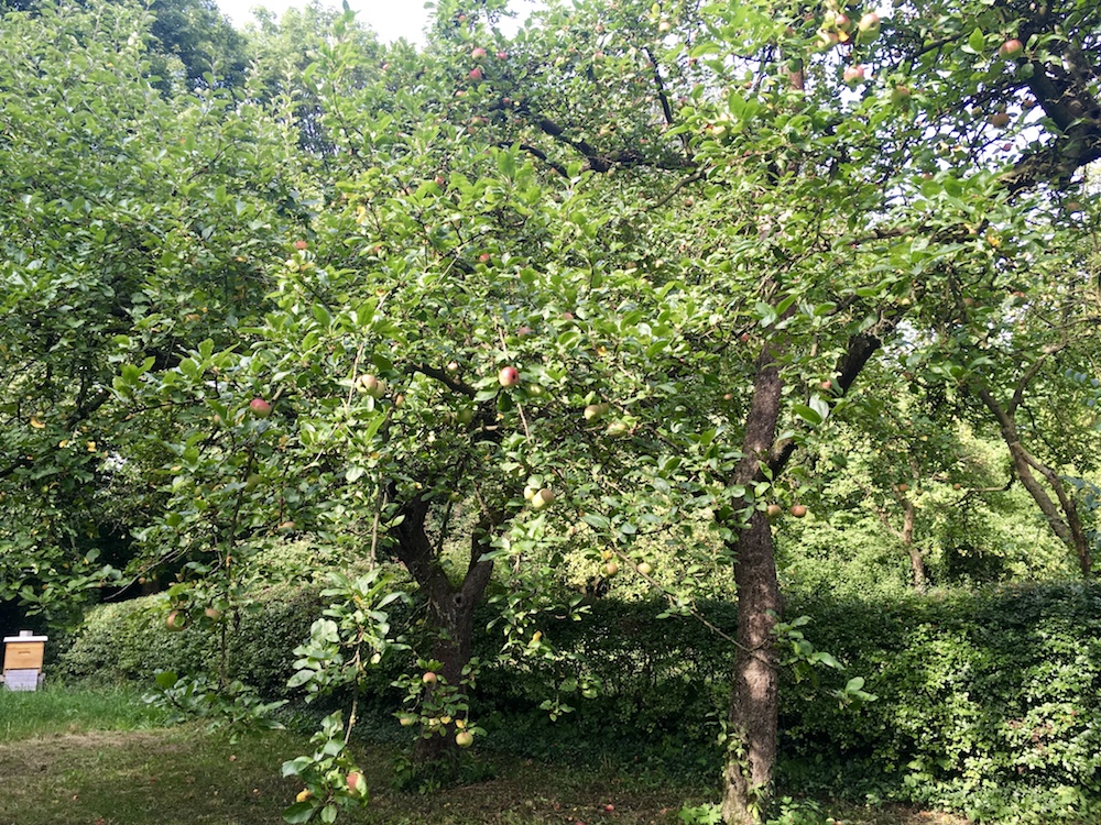 Apfelbaum, BUND Garten