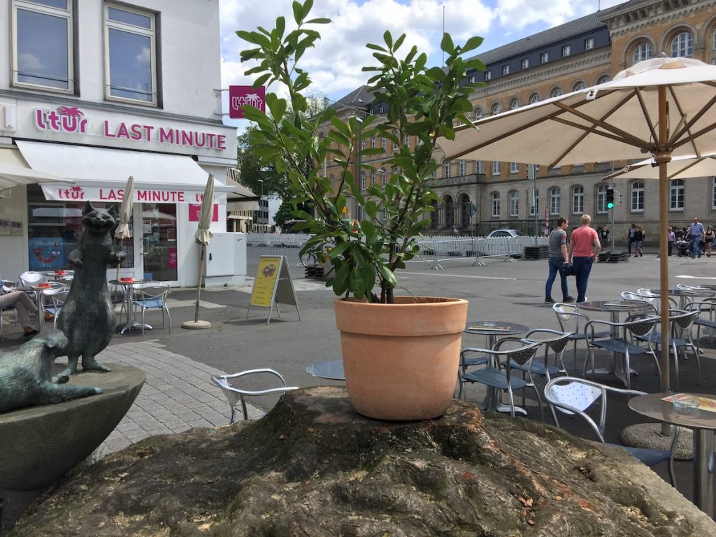 Baum am Neumarkt Osnabrück