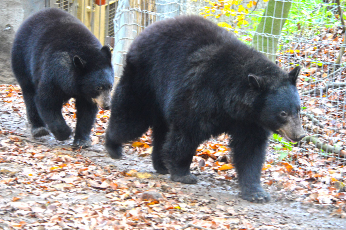 Zoo Osnabrück Schwarzbären, Lea und Theo