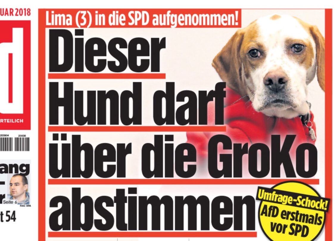 Bild, Hund, Groko, SPD
