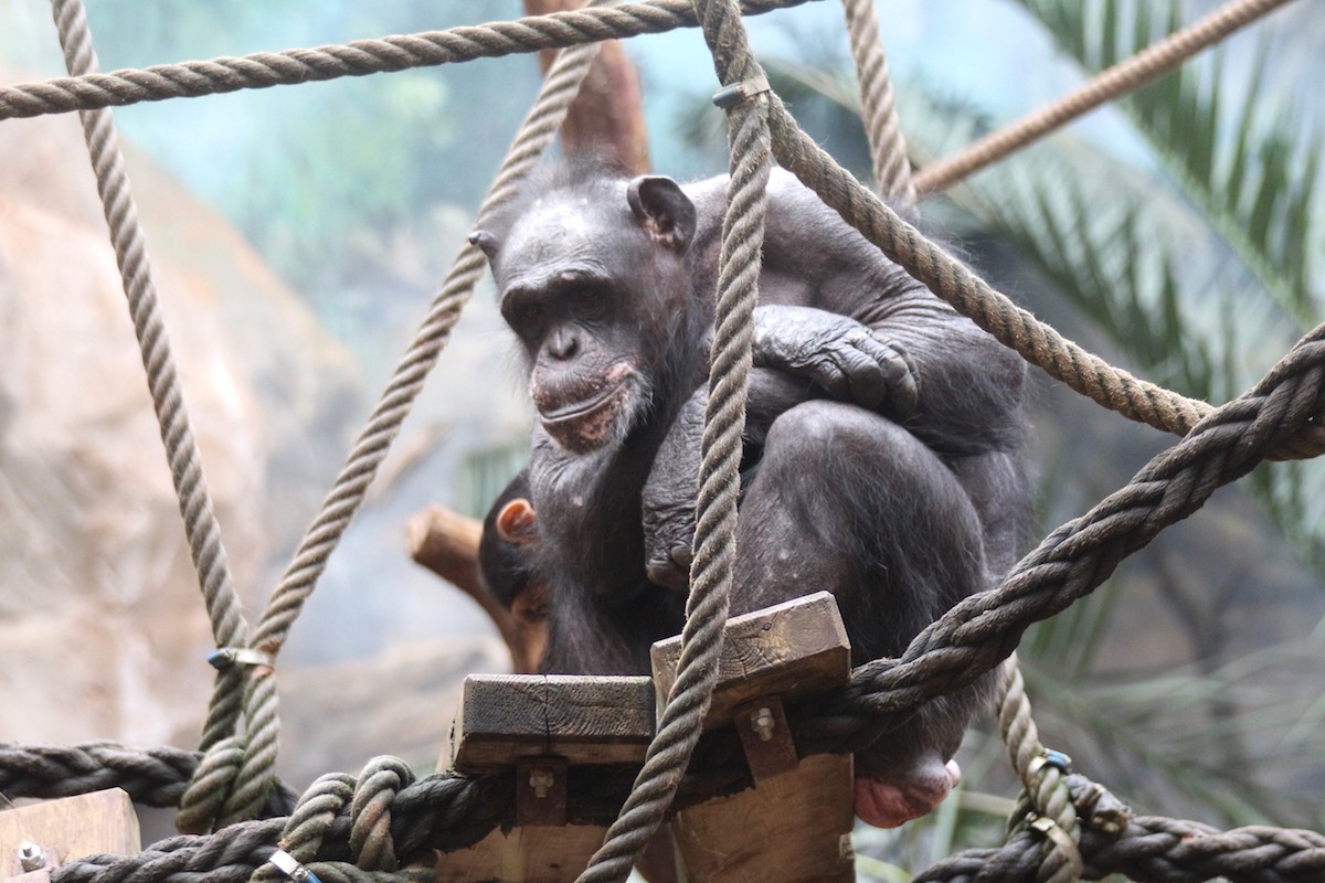 Schimpansenweibchen Lady, Zoo Osnabrück