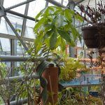 Einblicke in das Bromelienhaus des Botanischen Gartens