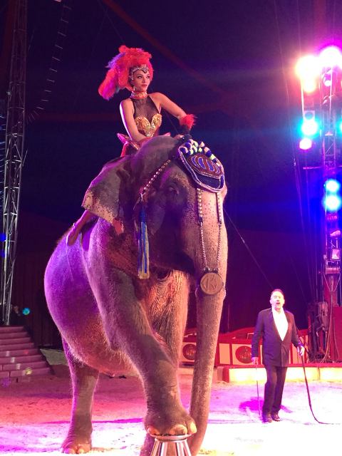 Circus Krone, Elefant