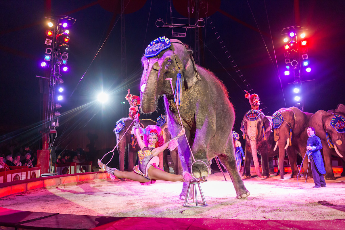 Elefant Cirkus Krone