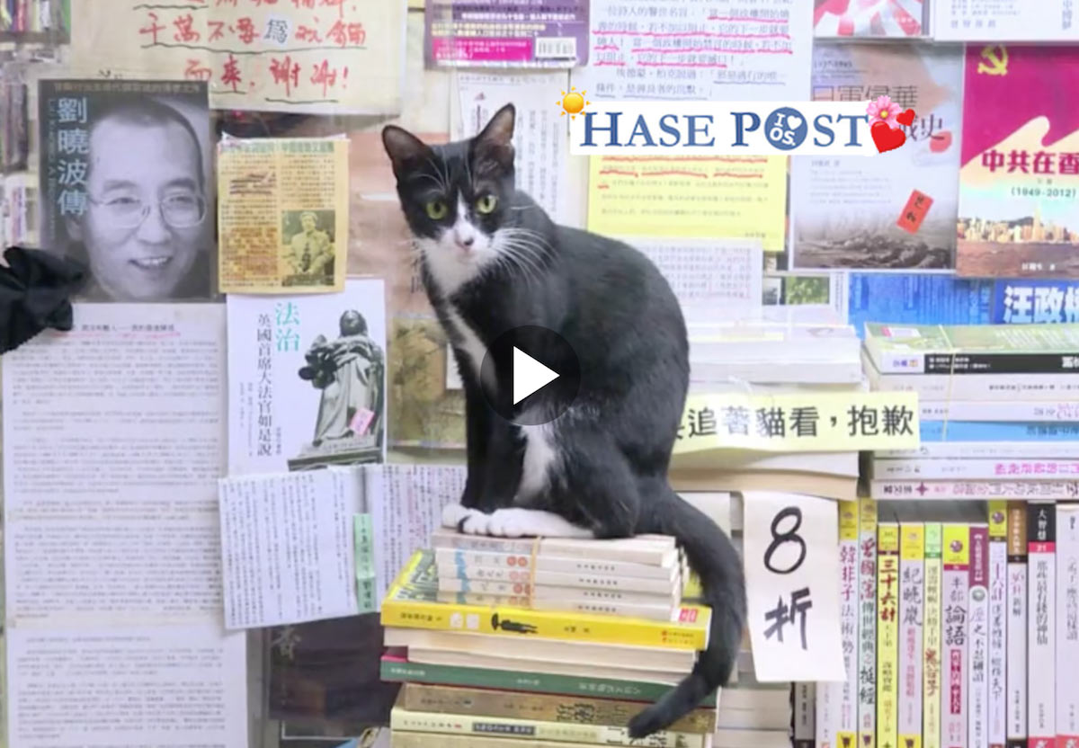 Katzen im Buchladen, Hongkong