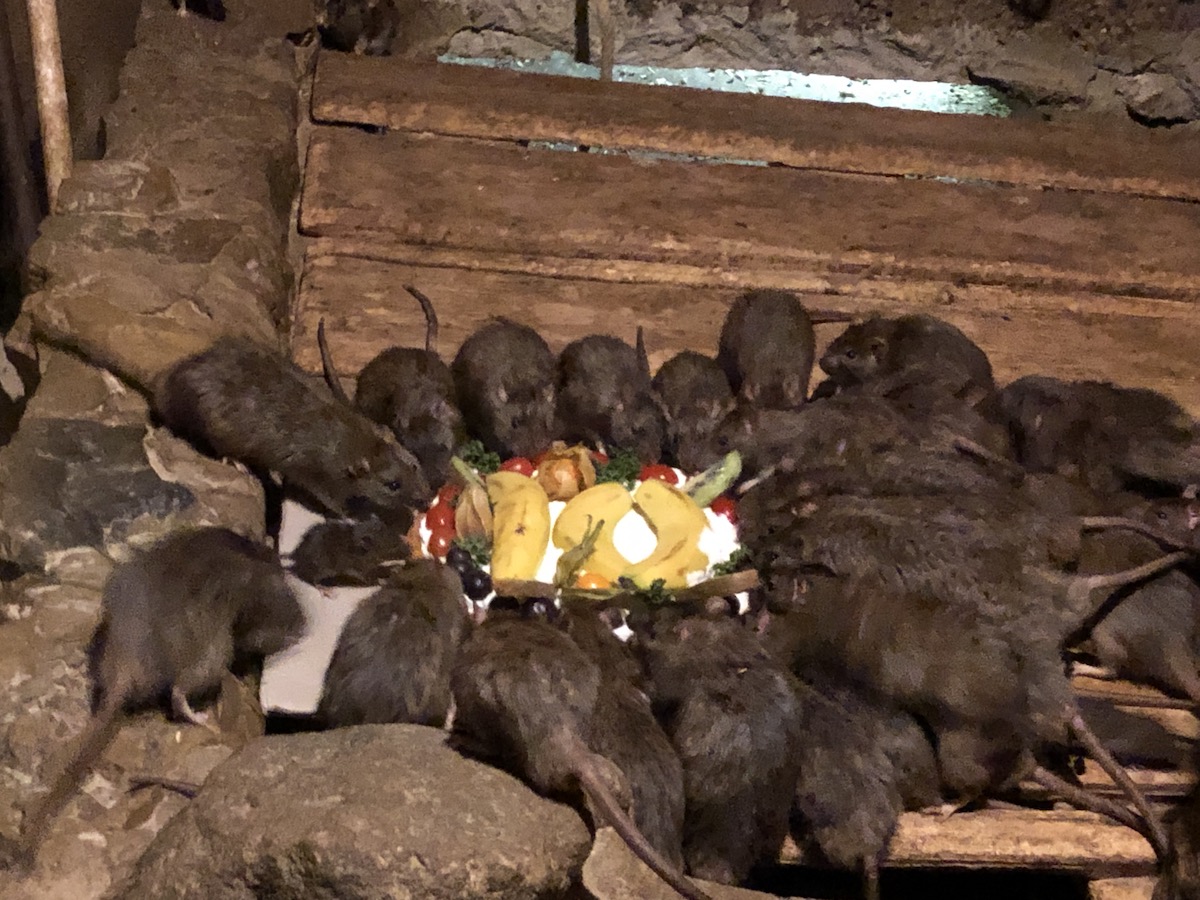 Auch die Ratten freuen sich über eine Geburtstagstorte