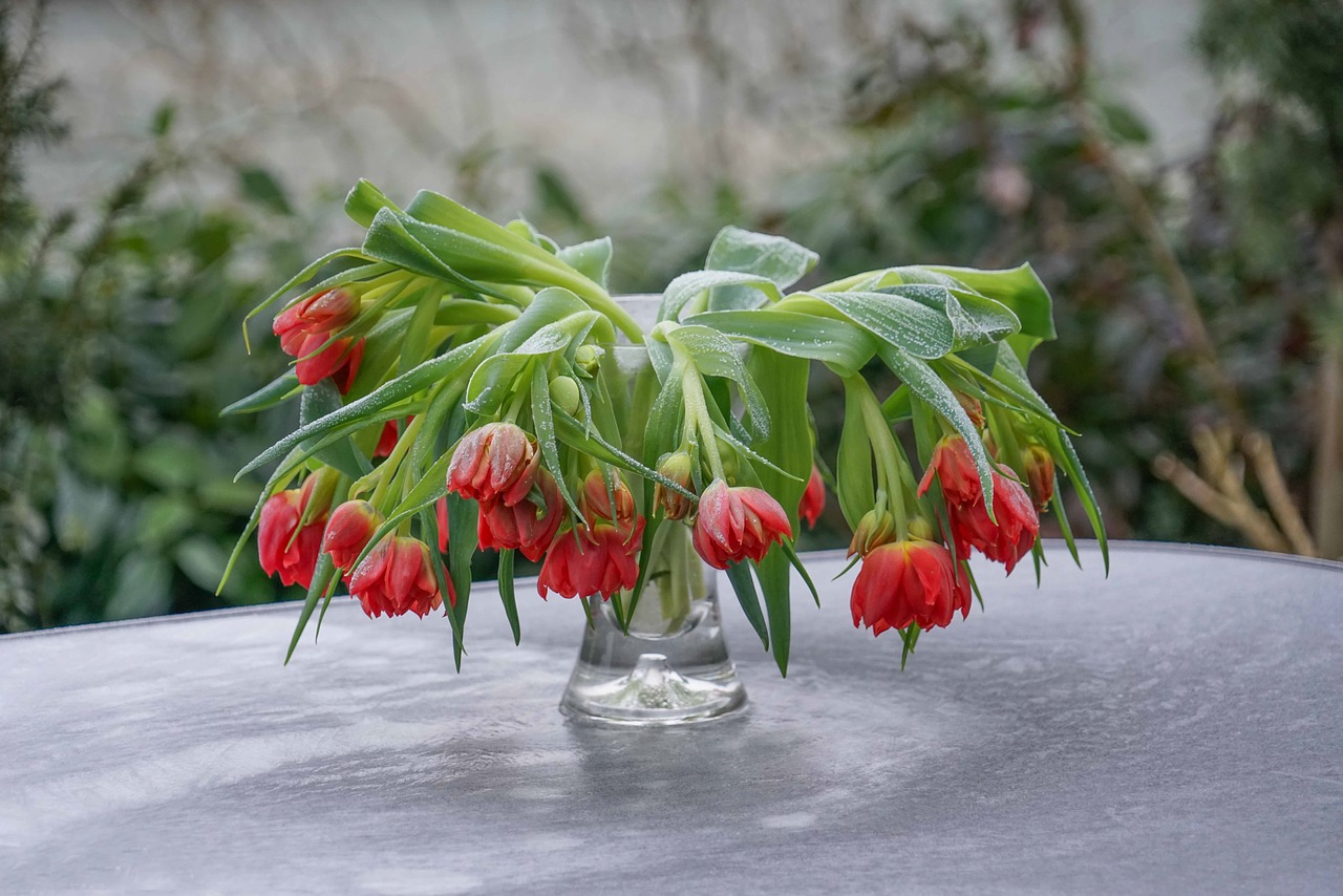 Tulpen im Frost