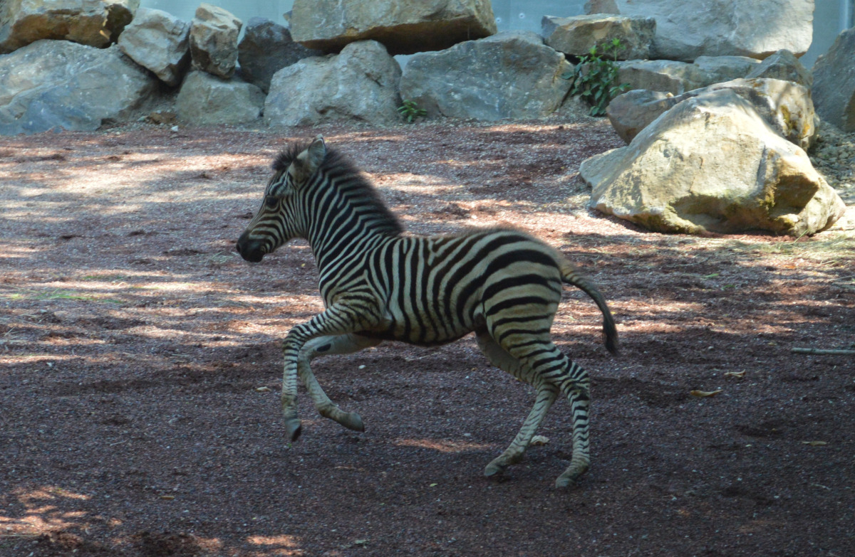 Zebra, Zoo