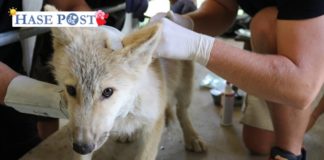 Wolfswelpen werden geimpft und untersucht