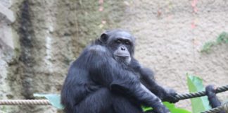Schimpanse Tatu, Foto: Zoo Osnabrück (Lisa Simon)