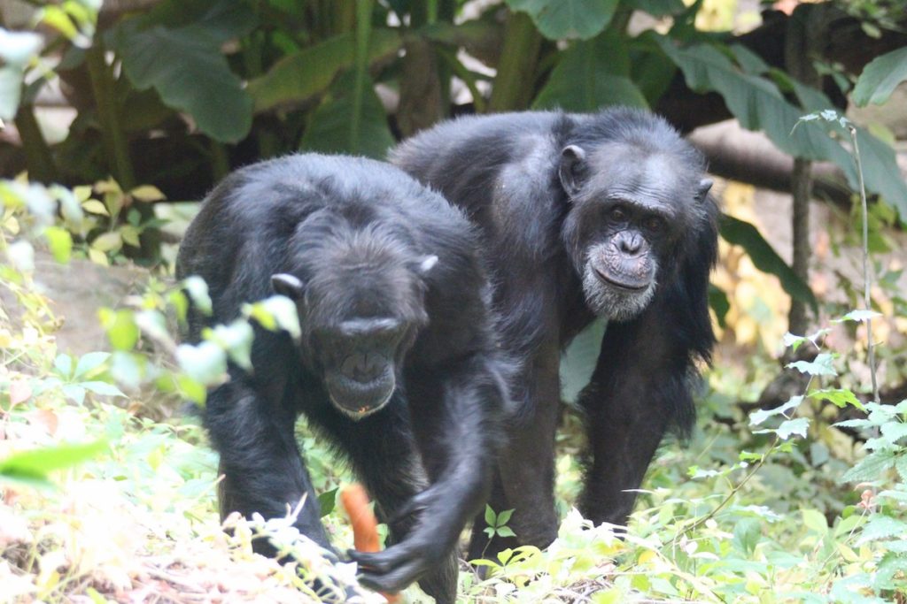 Tatu und Vakanga: Mit seinem Lieblings-Weibchen Vakanga (links) hat Schimpanse Tatu im Zoo Osnabrück insgesamt fünf Jungtiere bekommen. Foto: Zoo Osnabrück (Lisa Simon)