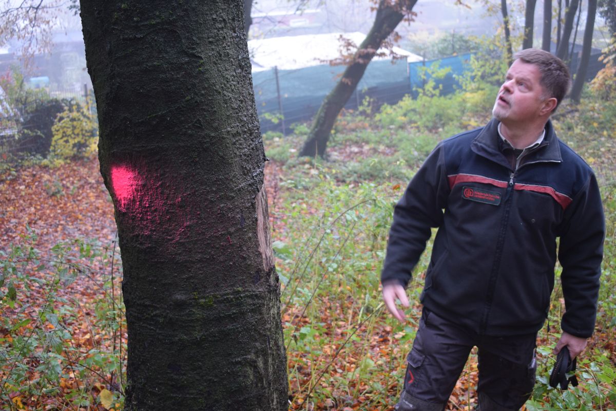 "Naturkatastrophe" am Osnabrücker Schölerberg: 60 abgestorbene Bäume sollen gefällt werden