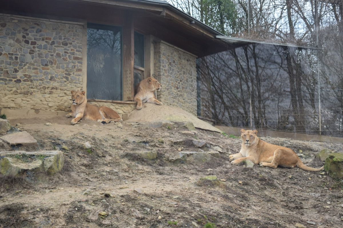 Osnabrücks Löwen bekommen eine größere Anlage - Langfristig Jungtiere im Zoo geplant