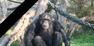 Schimpanse Tatu, Foto: Zoo Basel