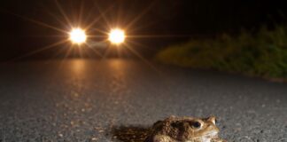 Erdkröte im Scheinwerferlicht eines Autos / Foto: NABU/ Jonathan-Fieber