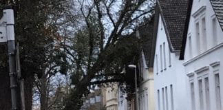 Baum stürzt in der Katharinenstraße, Foto: privat