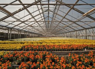 Blumengeschäft von jugendlichen Einbrechern heimgesucht