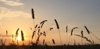 Sonnenaufgang am Dümmer