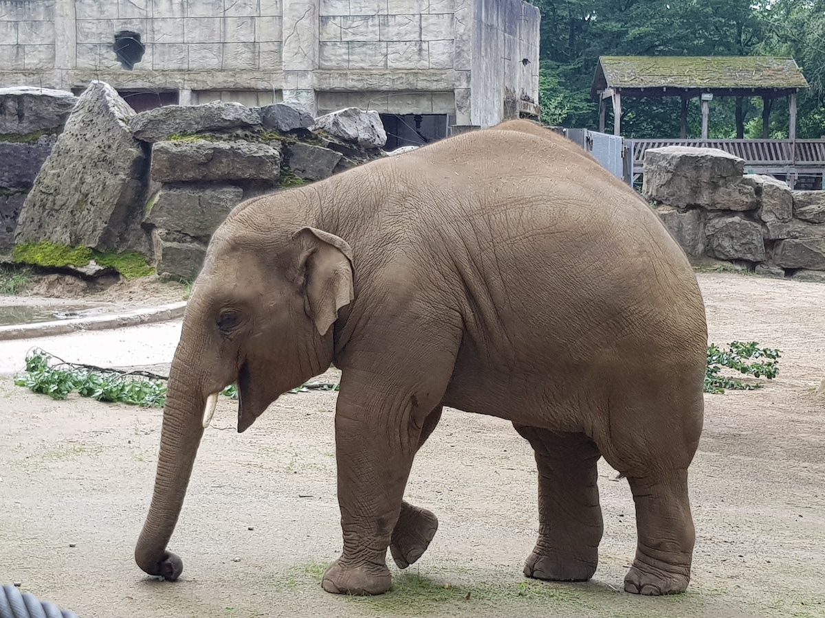 Elefant Minh-Tan im Zoo Osnabrück