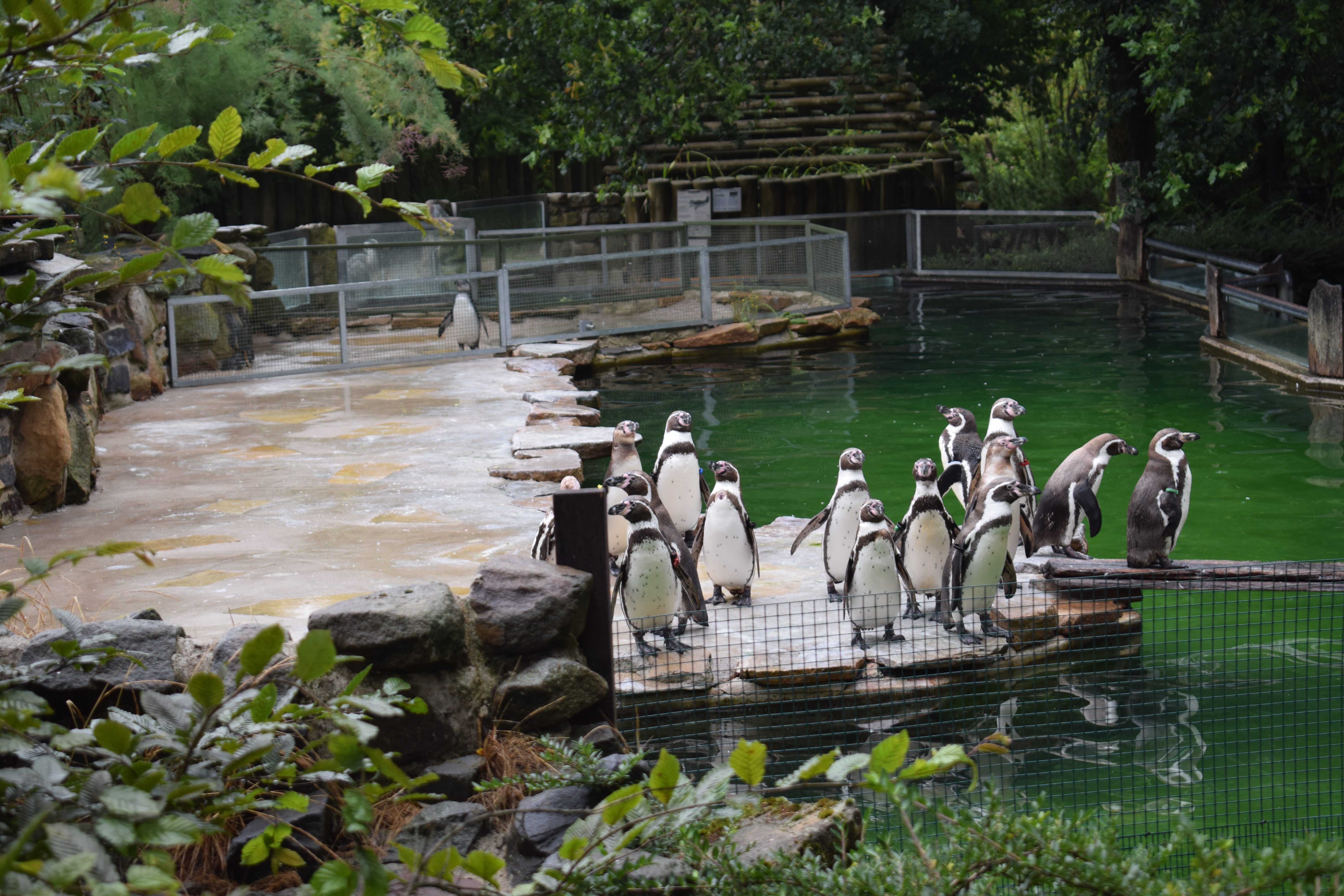 Pinguin- und Seehundnachwuchs im Osnabrücker Zoo