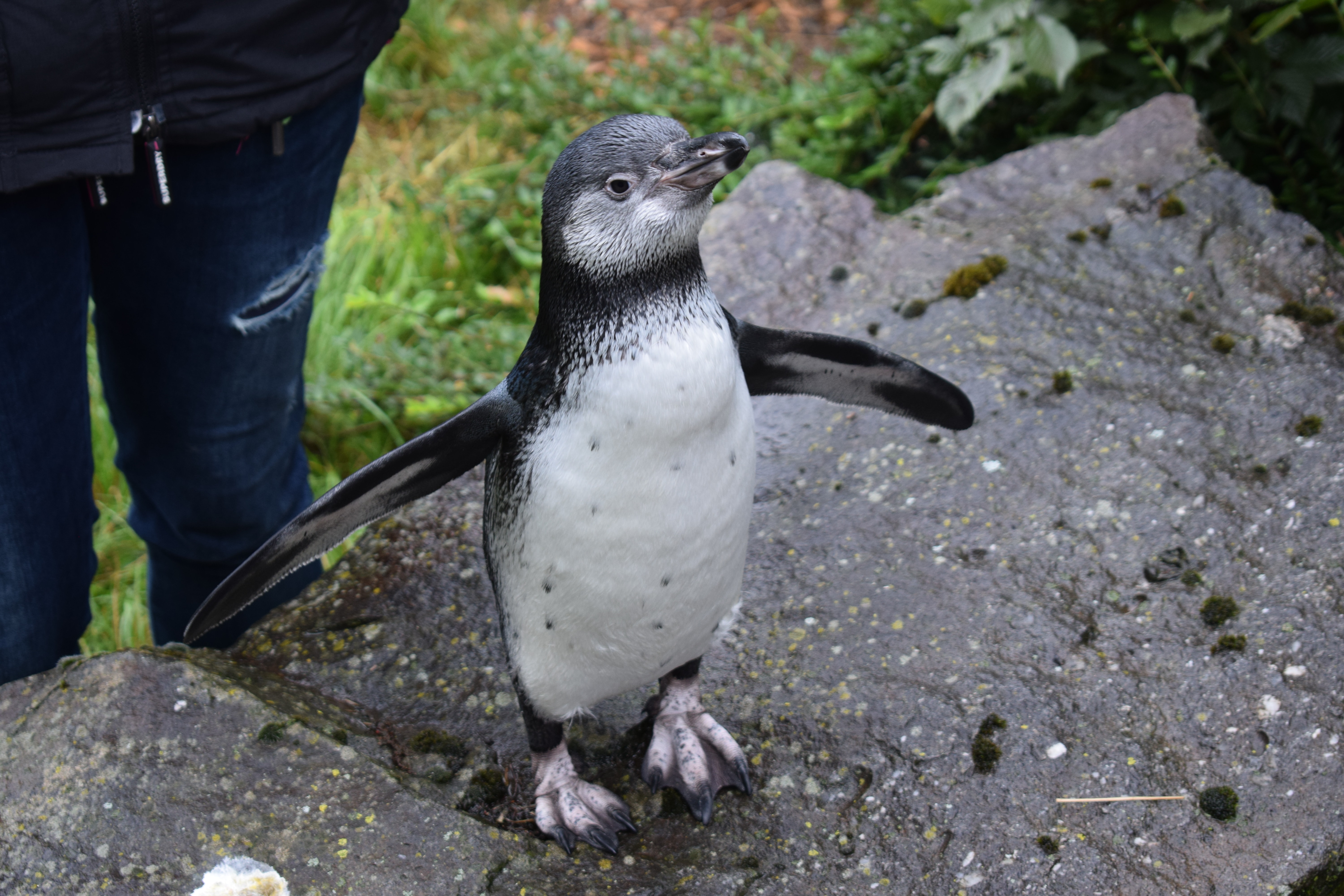 Pinguin- und Seehundnachwuchs im Osnabrücker Zoo