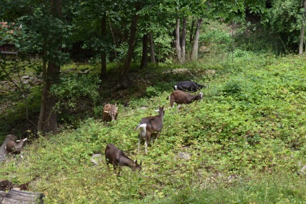 Tierische Landschaftspfleger - Ziegen im naturnahen Steinbruch am Westerberg