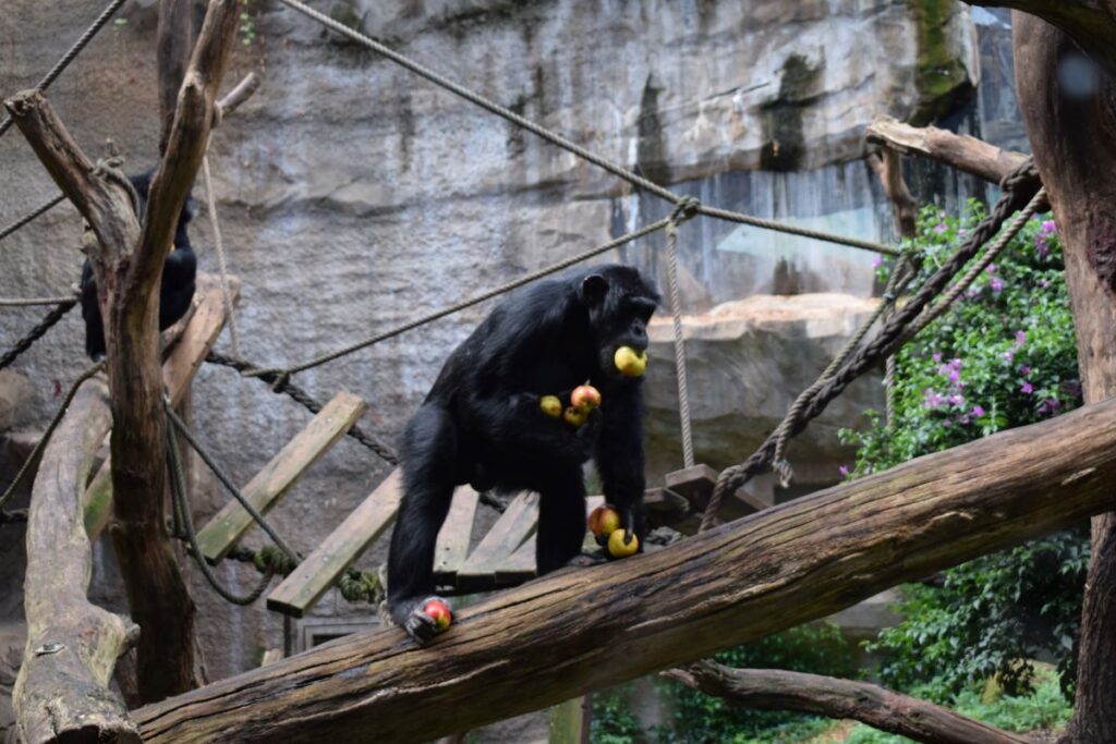 Neuzugang in der Schimpansenherde: Zoo Osnabrück integriert zwei neue Männchen