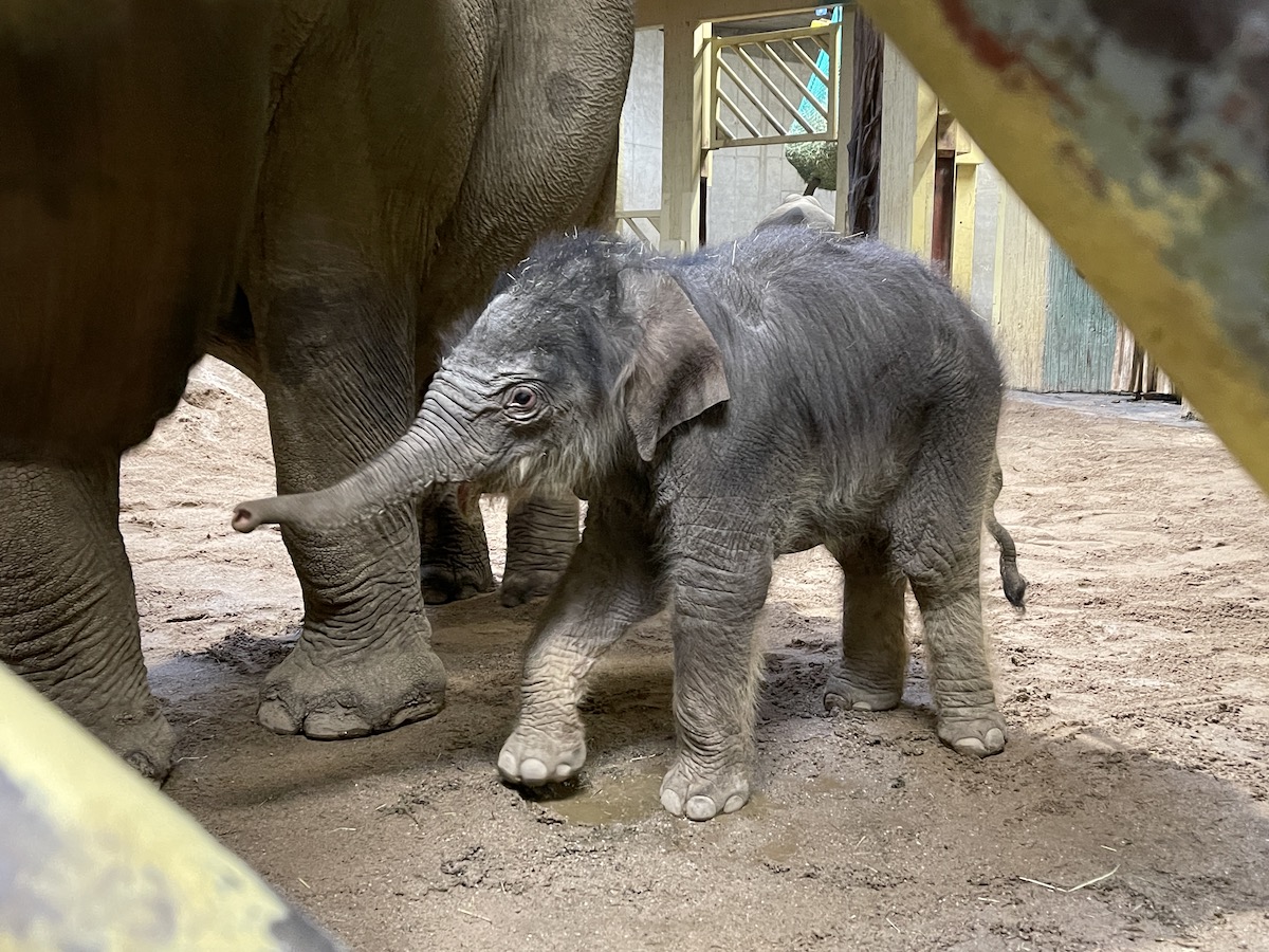 Großer Nachwuchs im Zoo Osnabrück: Erstes in Osnabrück gezeugtes Elefantenbaby geboren