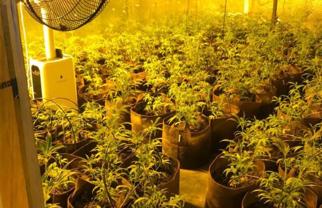 Polizei Osnabrück macht großen Drogenfund: Cannabis-Indoorplantage und fast 9 Kilo Marihuana