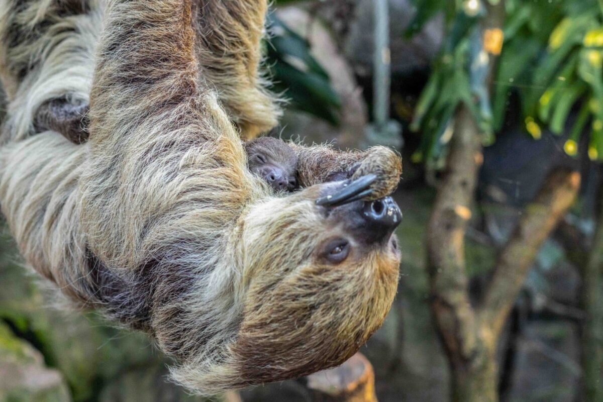 Instagram-Ranking: Zoo Osnabrück unter den zehn beliebtesten Zoos Deutschlands