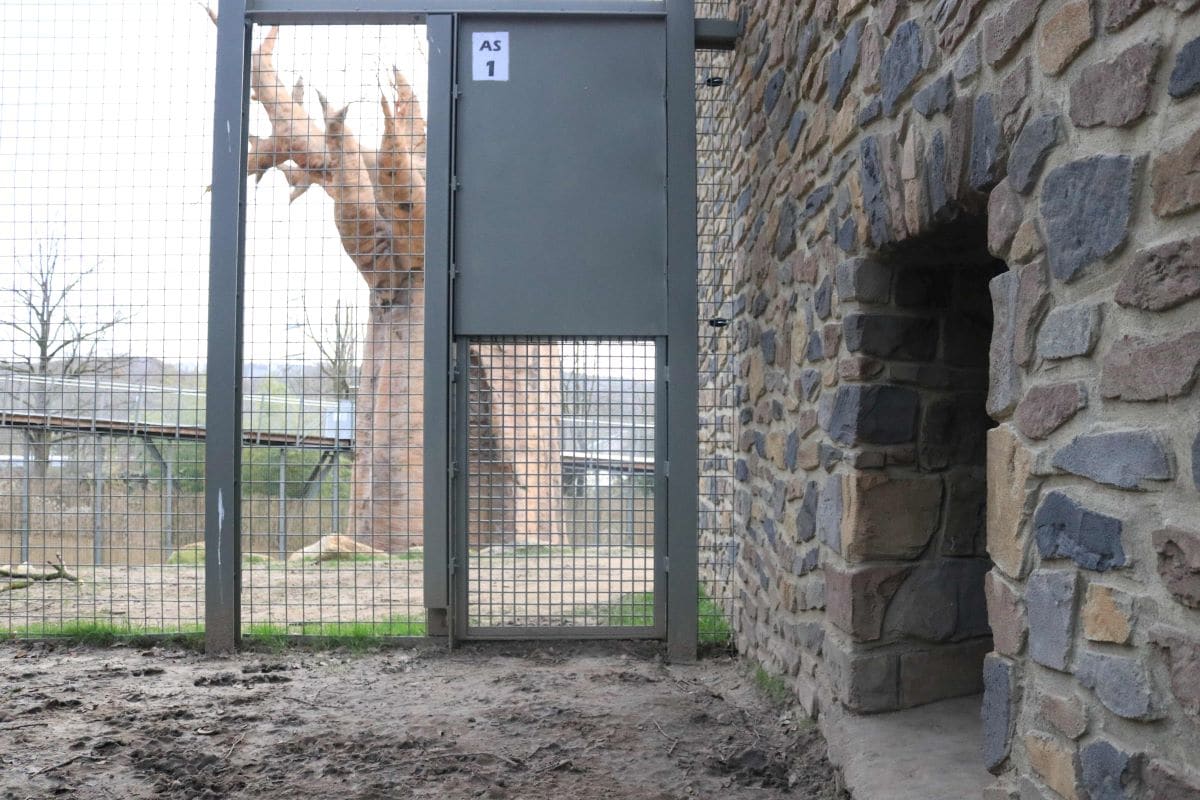 Anzeige gegen Zoo Osnabrück eingestellt: Sicherheitssystem im Löwengehege voll intakt