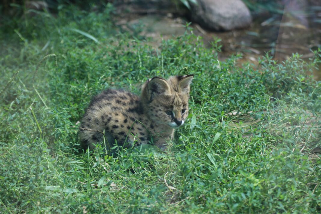 Zoo Raufen Zwei Servalkätzchen begeistern Besucher im Osnabrücker Zoo - Gefleckte ...