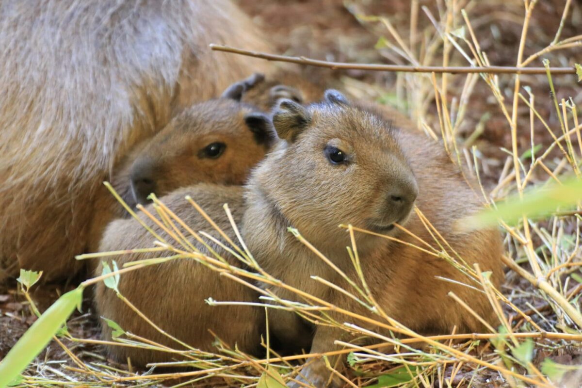 Gute Nachricht des Tages: Nachwuchs bei Zebramangusten und Capybaras im Zoo Osnabrück