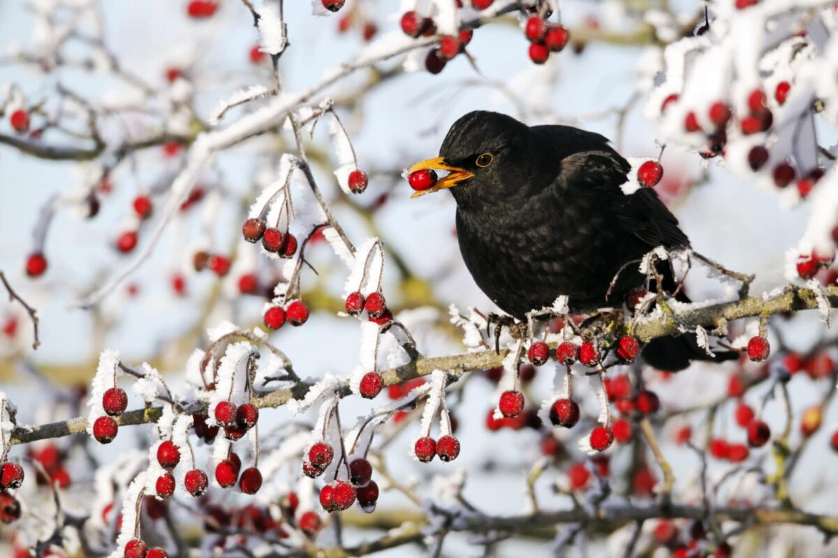 Aus dem Wald ans Futterhaus: Vögel zählen zur „Stunde der Wintervögel“
